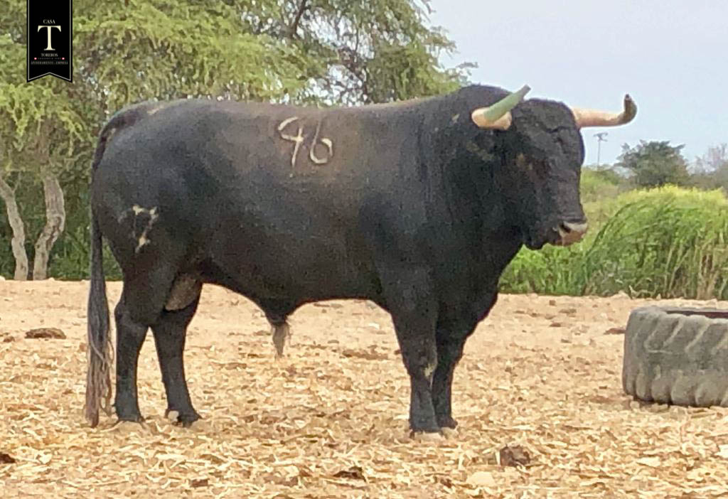 Toros de El Olivar y La Viña para la primera corrida de Acho