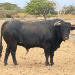 Toros de El Olivar y La Viña para la primera corrida de Acho