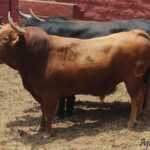 Toros de La Viña y El Olivar para el 1 de diciembre en Lima.