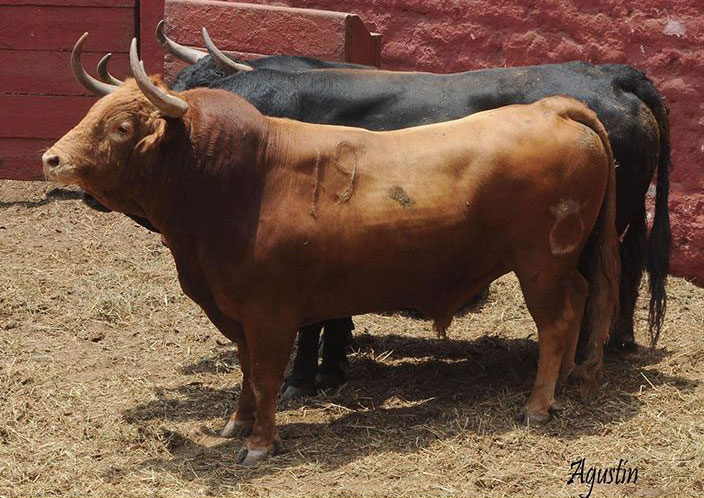 Toros de La Viña y El Olivar para el 1 de diciembre en Lima.
