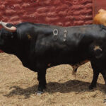 Toros de La Viña y El Olivar para el 1 de diciembre en Lima.