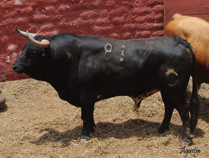 Toros de La Viña y El Olivar para el 1 de diciembre en Lima.