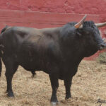 Toros de La Viña y El Olivar para el 1 de diciembre en Lima.