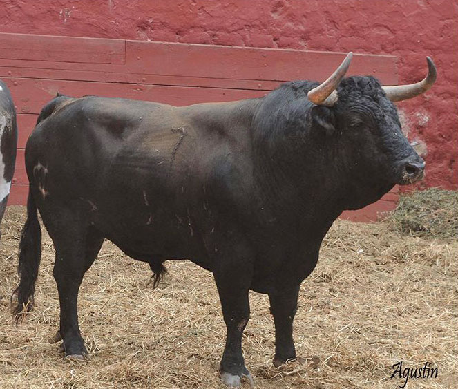 Toros de La Viña y El Olivar para el 1 de diciembre en Lima.