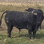 Toros de La Viña y El Olivar para el 1 de diciembre de 2019.