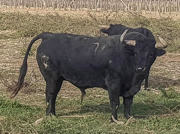 Toros de La Viña y El Olivar para el 1 de diciembre de 2019.