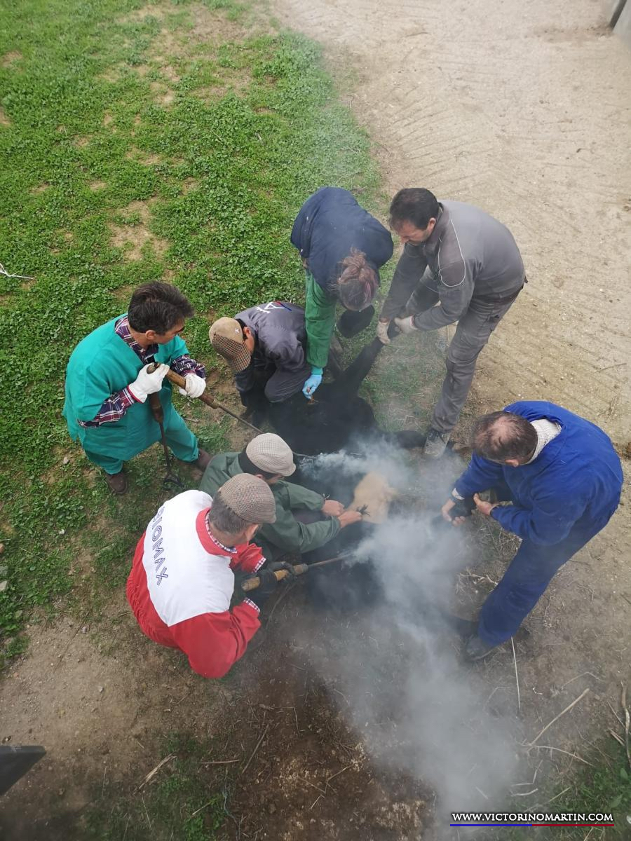 Herradero en Victorino Martín