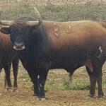 Toros de La Viña y El Olivar para el 1 de diciembre de 2019.