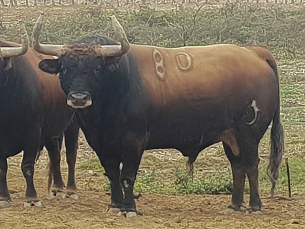 Toros de La Viña y El Olivar para el 1 de diciembre de 2019.