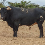 Toros de La Viña y El Olivar para el 1 de diciembre de 2019.