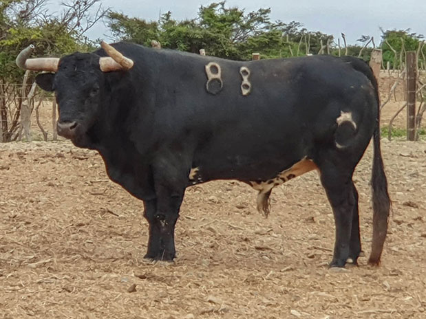 Toros de La Viña y El Olivar para el 1 de diciembre de 2019.