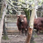 Ganaderías de la Feria de Ceret 2020