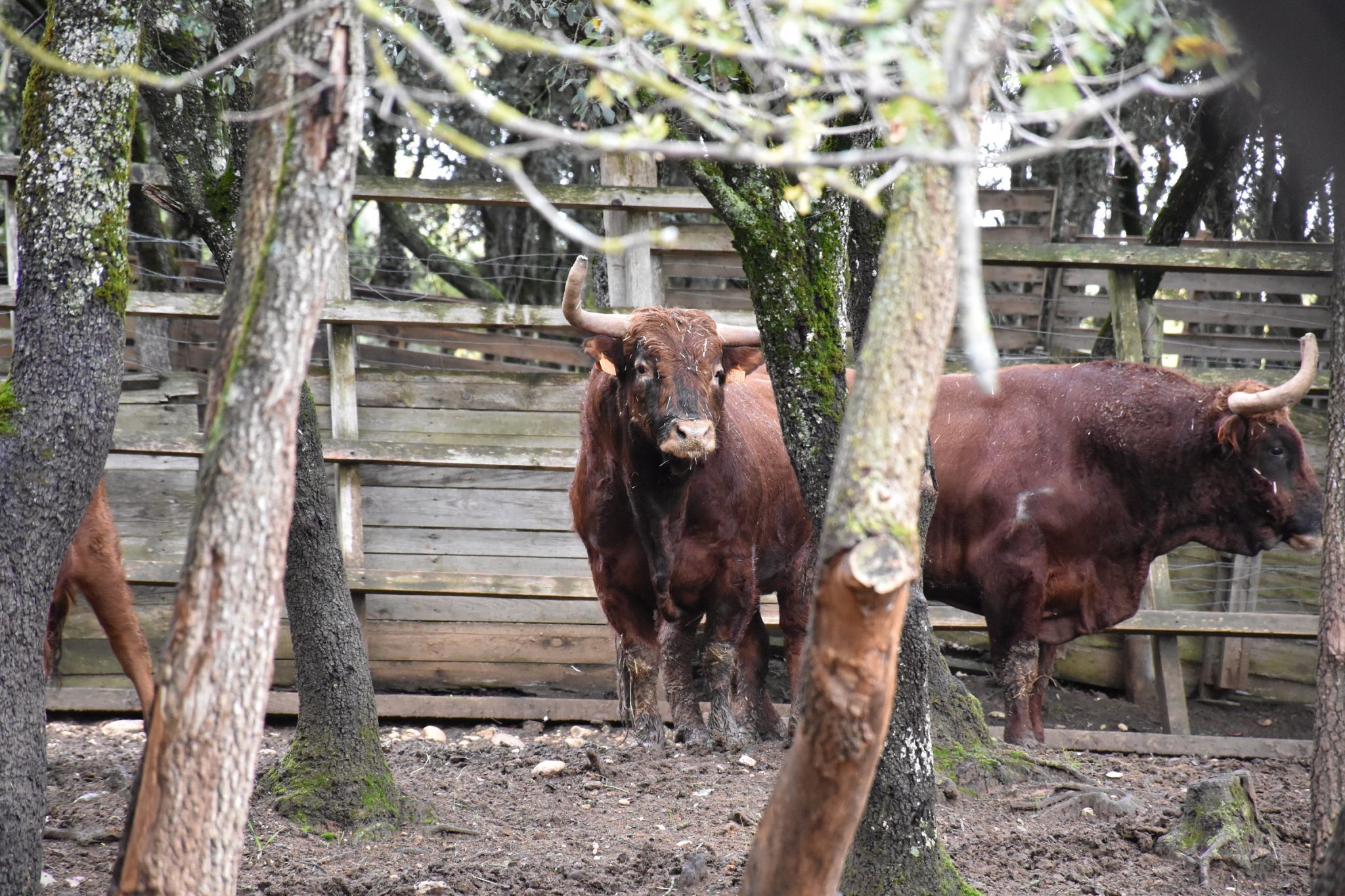 Ganaderías de la Feria de Ceret 2020