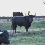 Ganaderías de la Feria de Ceret 2020