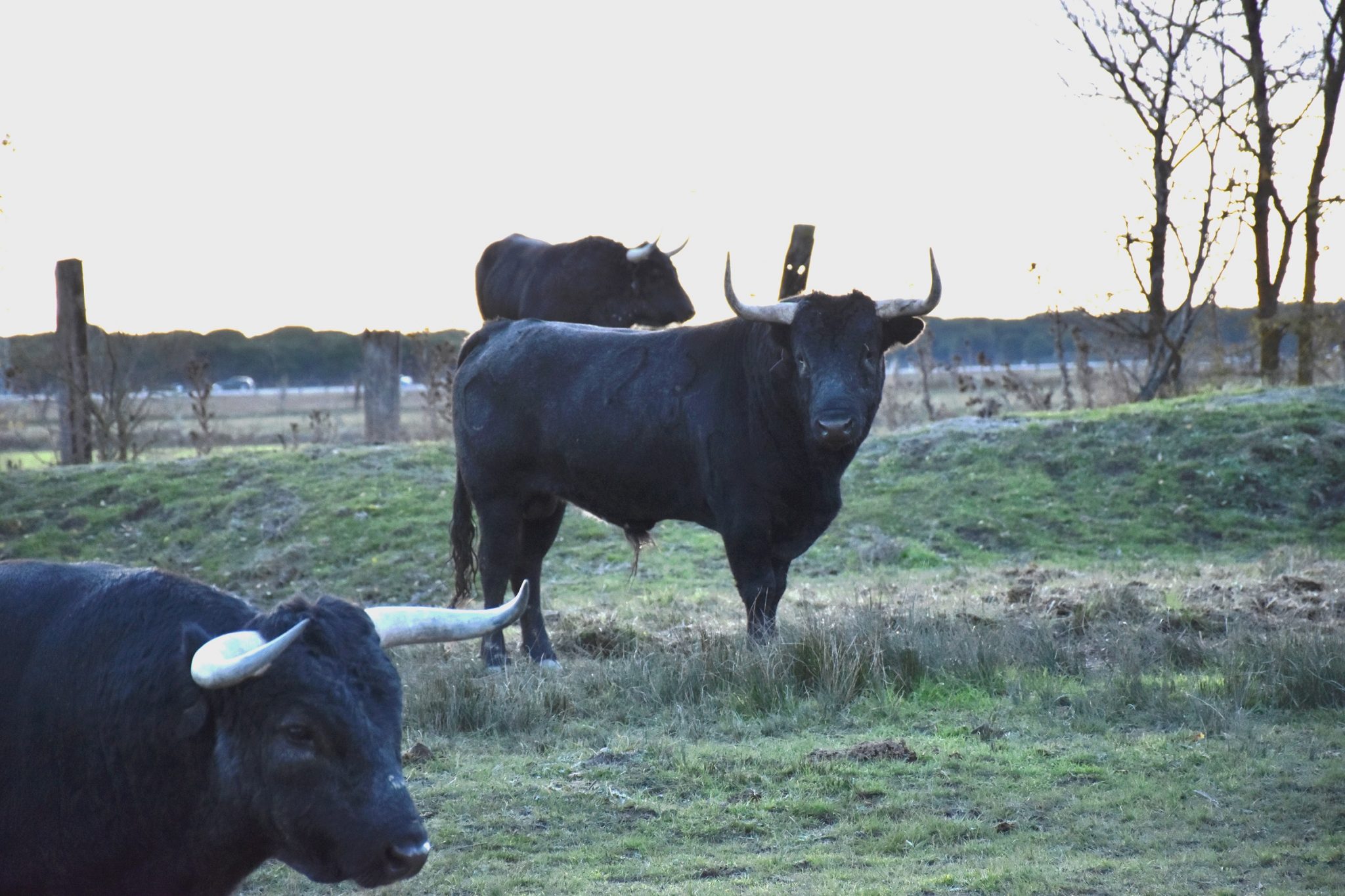 Ganaderías de la Feria de Ceret 2020