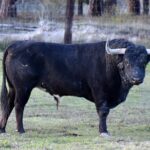 Ganaderías de la Feria de Ceret 2020