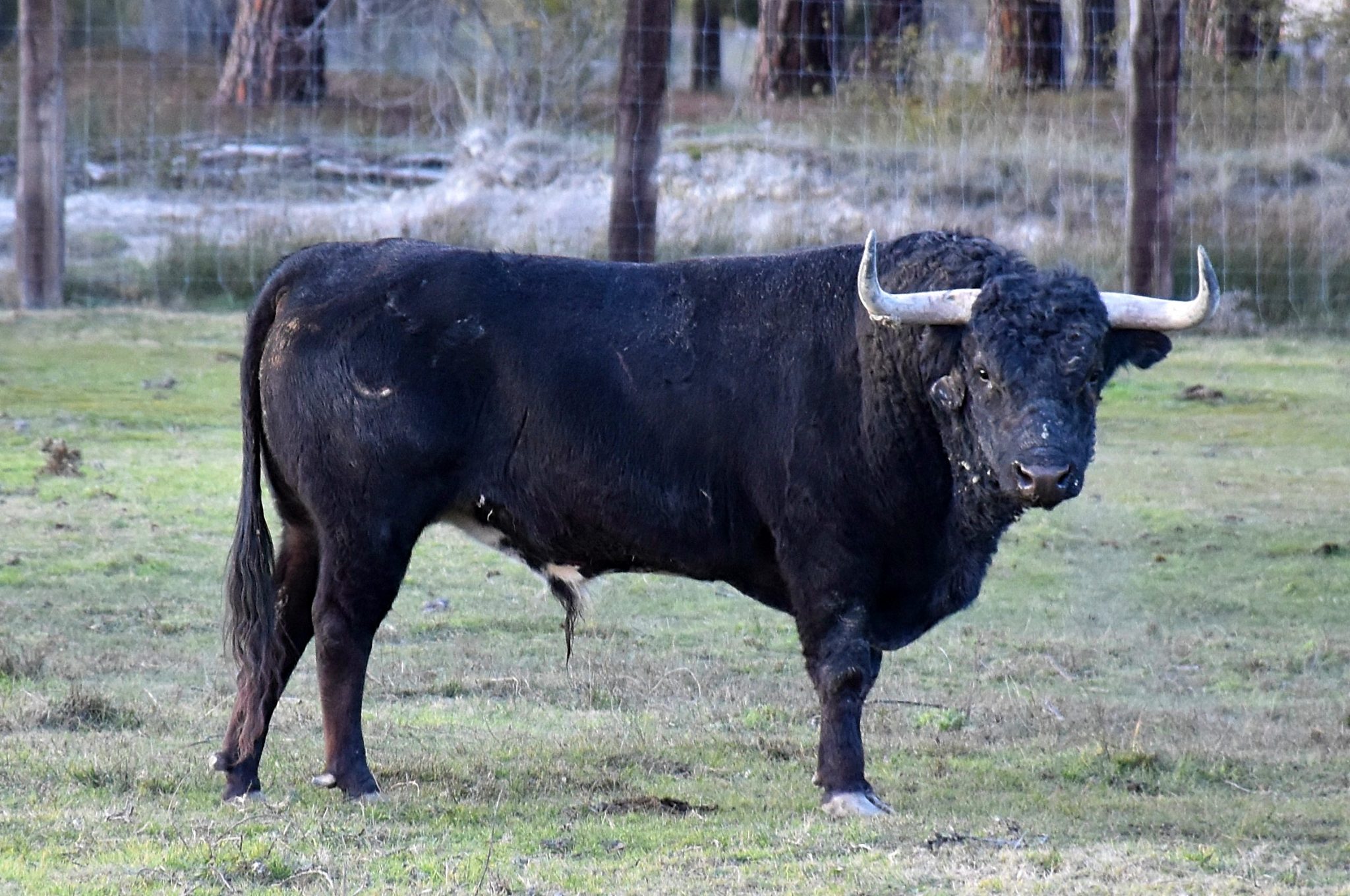 Ganaderías de la Feria de Ceret 2020