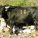 Toros de Jaral de Peñas para el 17 de noviembre de 2019 en Guadalajara (México)