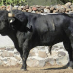 Toros de Jaral de Peñas para el 17 de noviembre de 2019 en Guadalajara (México)