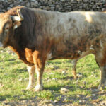 Toros de Jaral de Peñas para el 17 de noviembre de 2019 en Guadalajara (México)