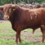 Toros de Jaral de Peñas para el 17 de noviembre de 2019 en Guadalajara (México)