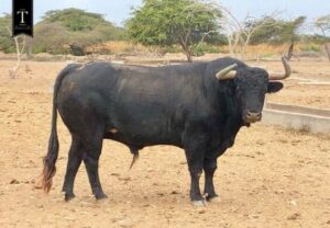 Toros de El Olivar y La Viña para la primera corrida de Acho