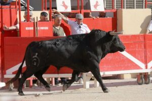 Saint-Gilles. Domingo, 25 de agosto de 2019.