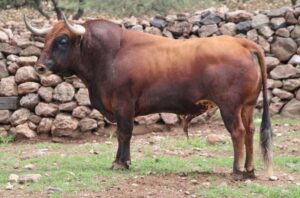 Toros de Jaral de Peñas para el 17 de noviembre de 2019 en Guadalajara (México)