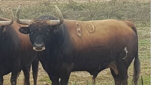 Toros de La Viña y El Olivar para el 1 de diciembre de 2019.