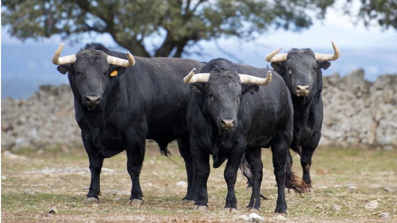Victoriano del Río, una camada de 90 toros para 2020