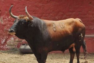 Toros de La Viña y El Olivar para el 1 de diciembre en Lima.