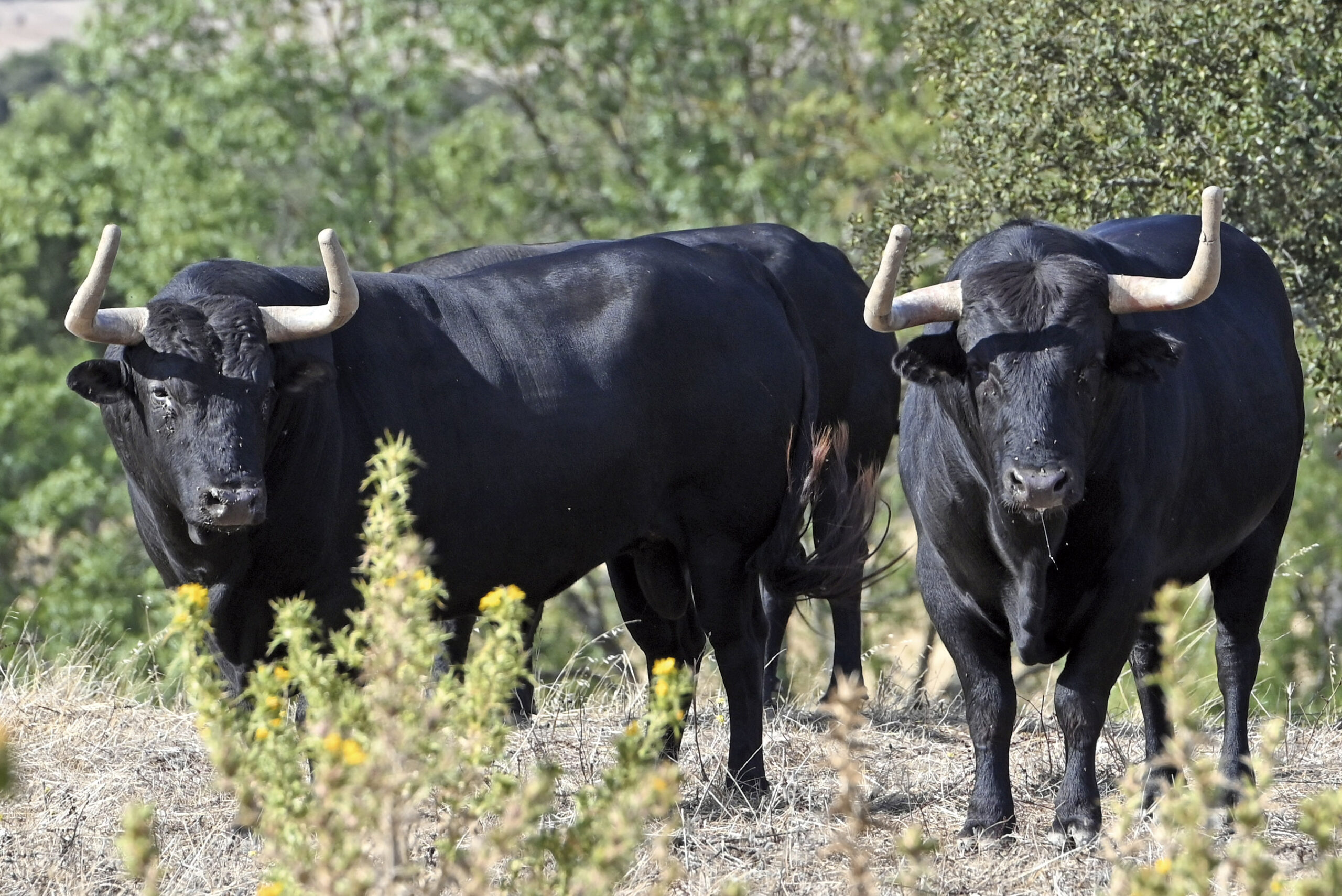 Veiga Teixeira, seña de identidad de Portugal