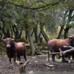 Ganaderías de la Feria de Ceret 2020