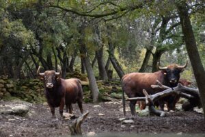 Ganaderías de la Feria de Ceret 2020