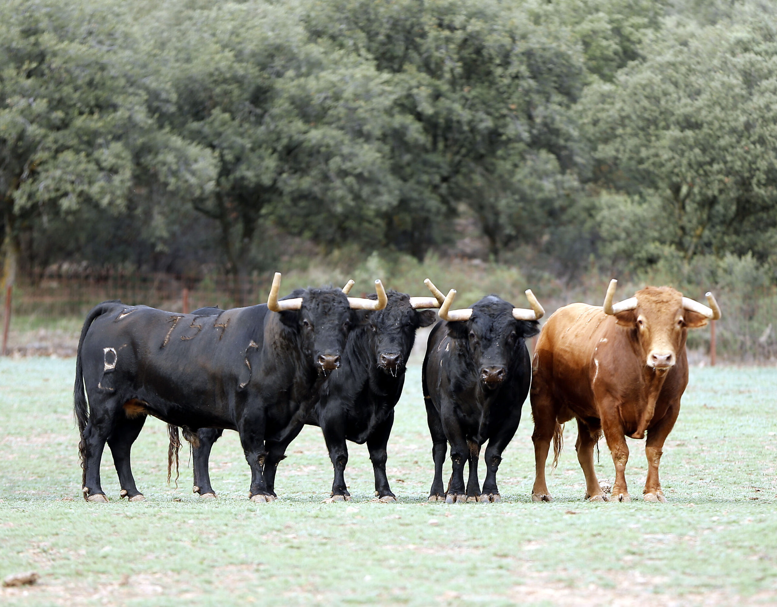 Las cosas del invierno, las cosas de la supervivencia
