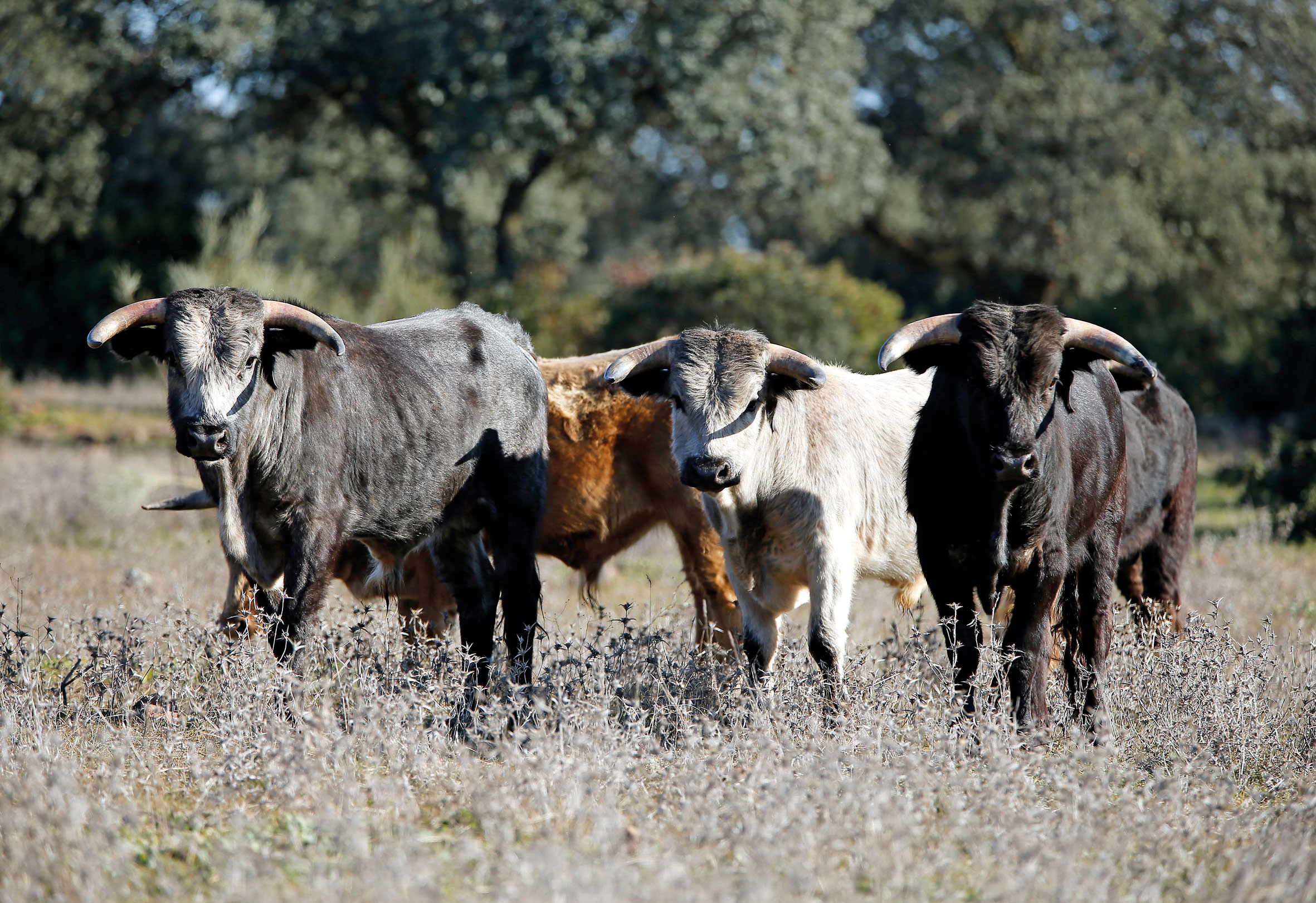 Novilladas sin picadores: un mercado desconocido e imprescindible
