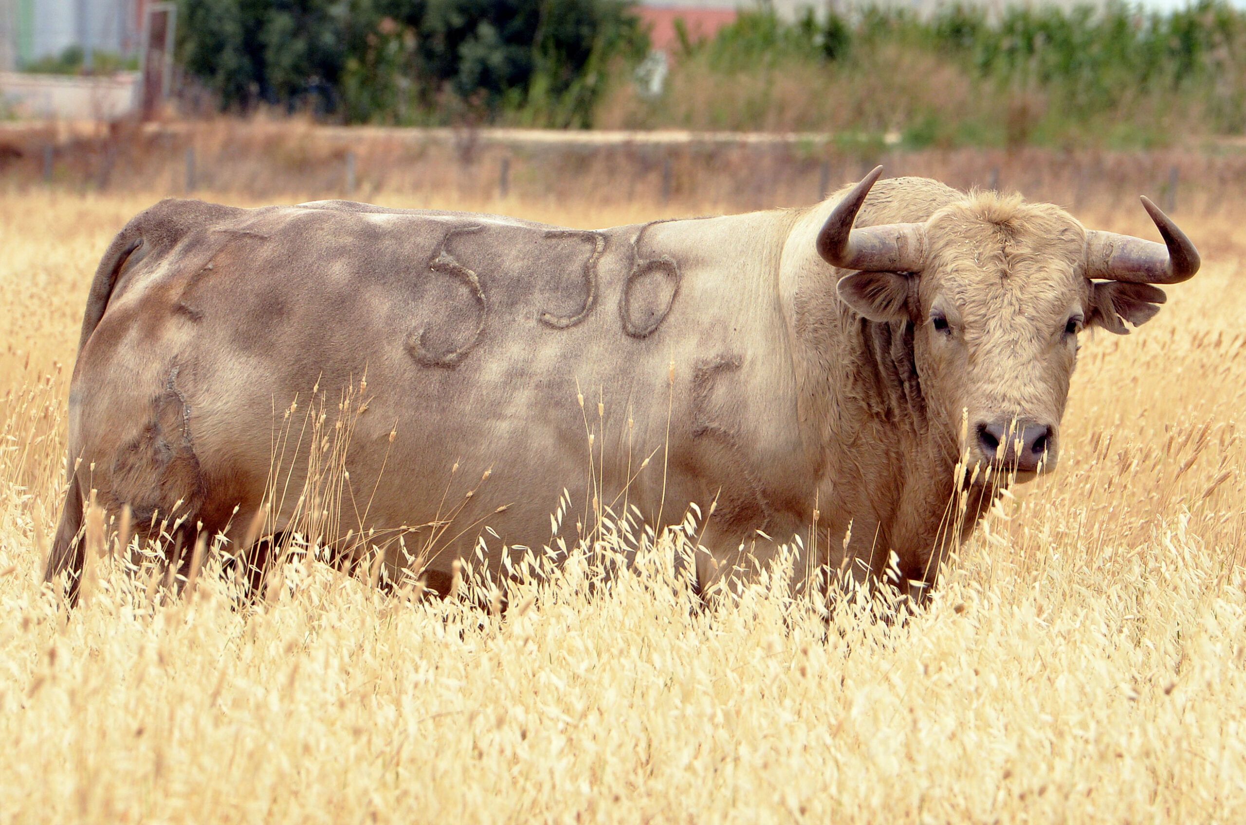 Canas Vigouroux, bravura en blanco y negro