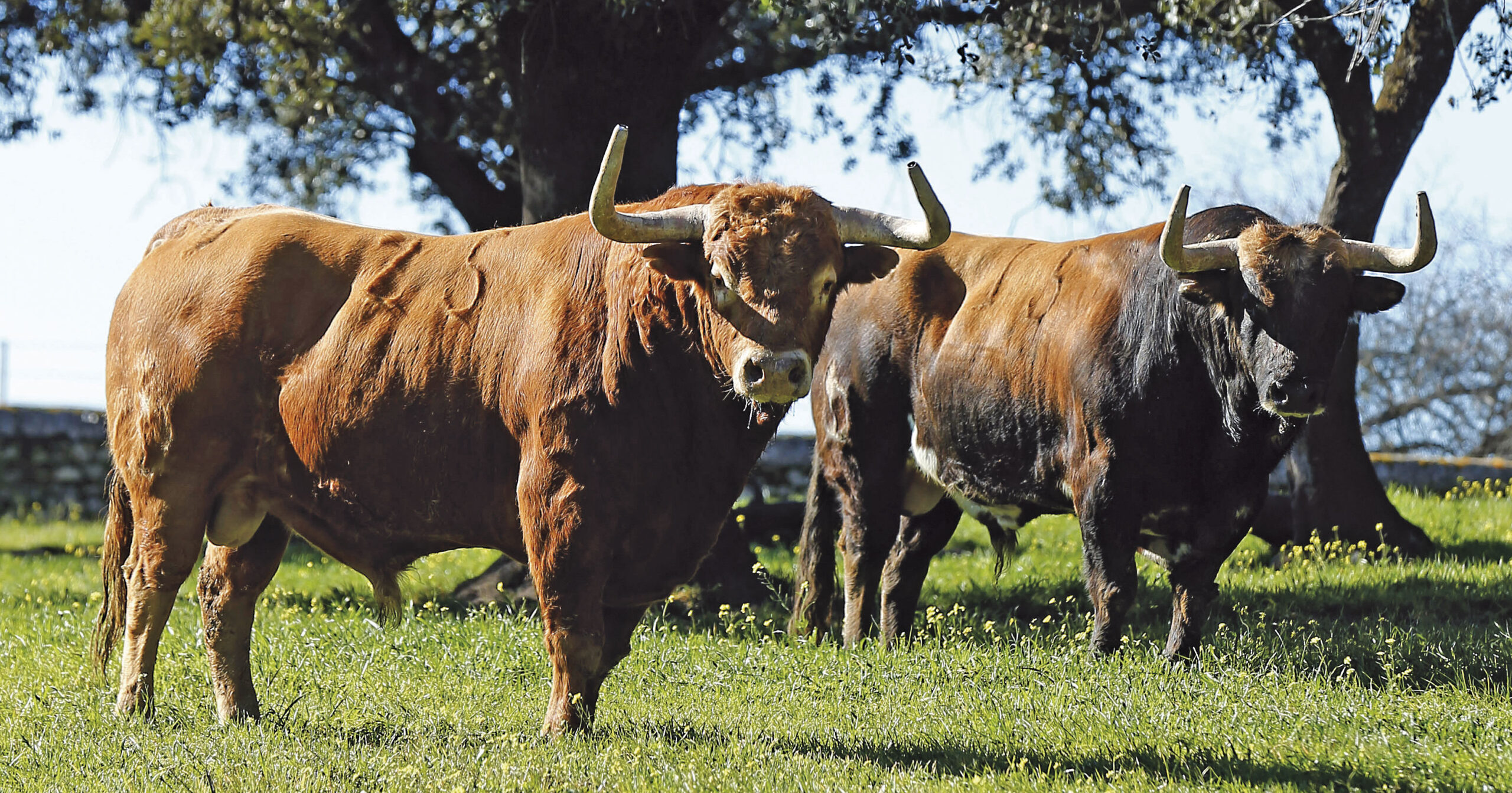 Luis Algarra, tiempo de cosecha