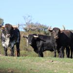 El Ventorrillo. Camada 2020.