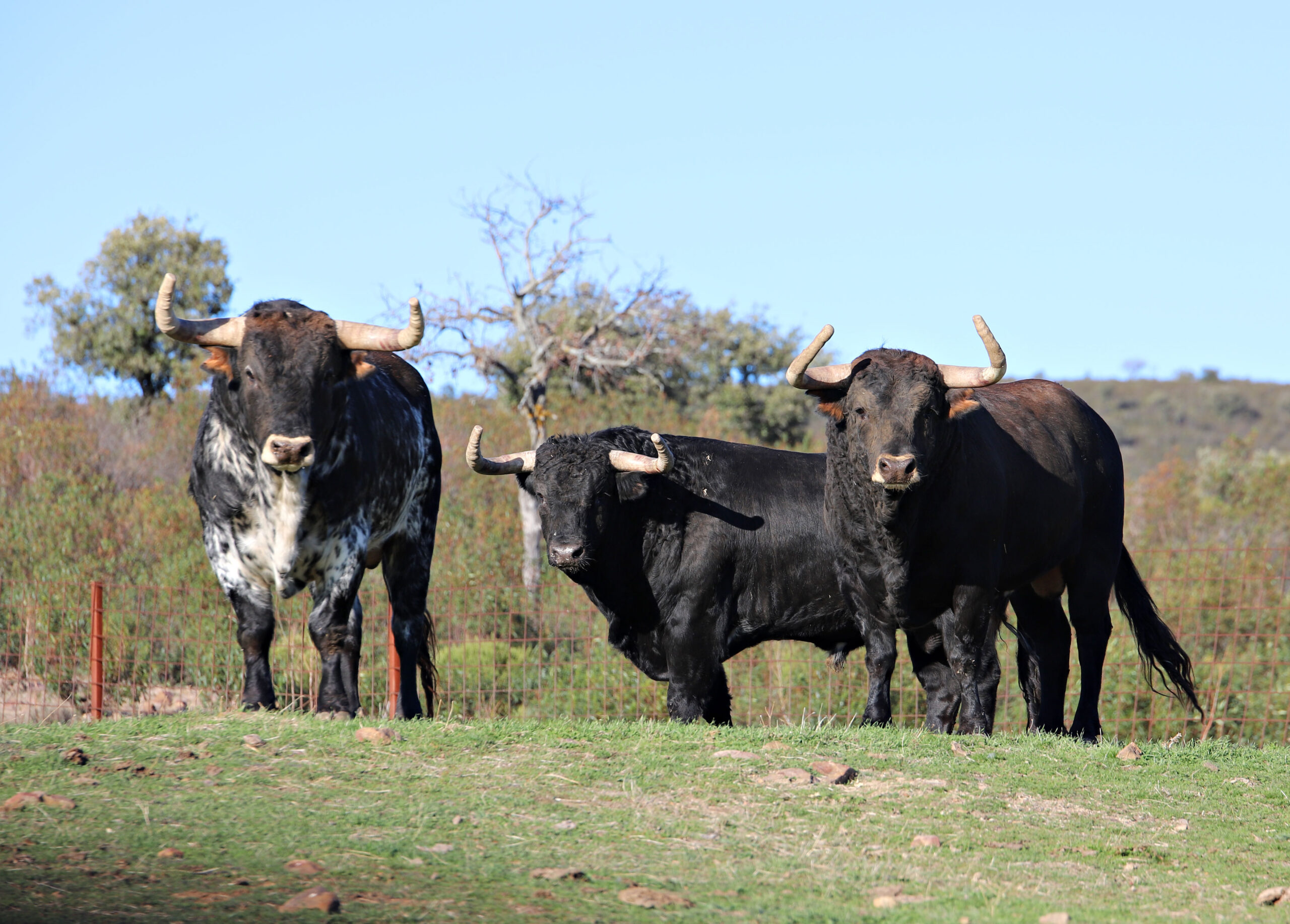 El Ventorrillo. Camada 2020.