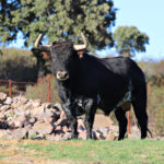 El Ventorrillo. Camada 2020.