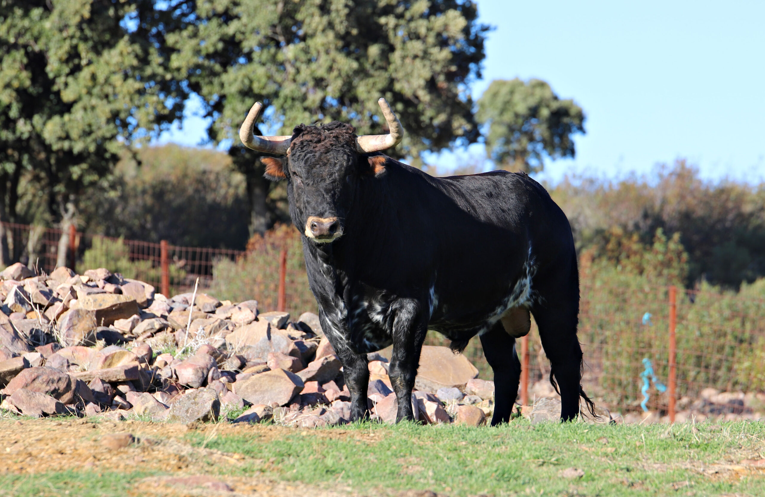 El Ventorrillo. Camada 2020.