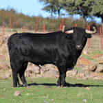 El Ventorrillo. Camada 2020.