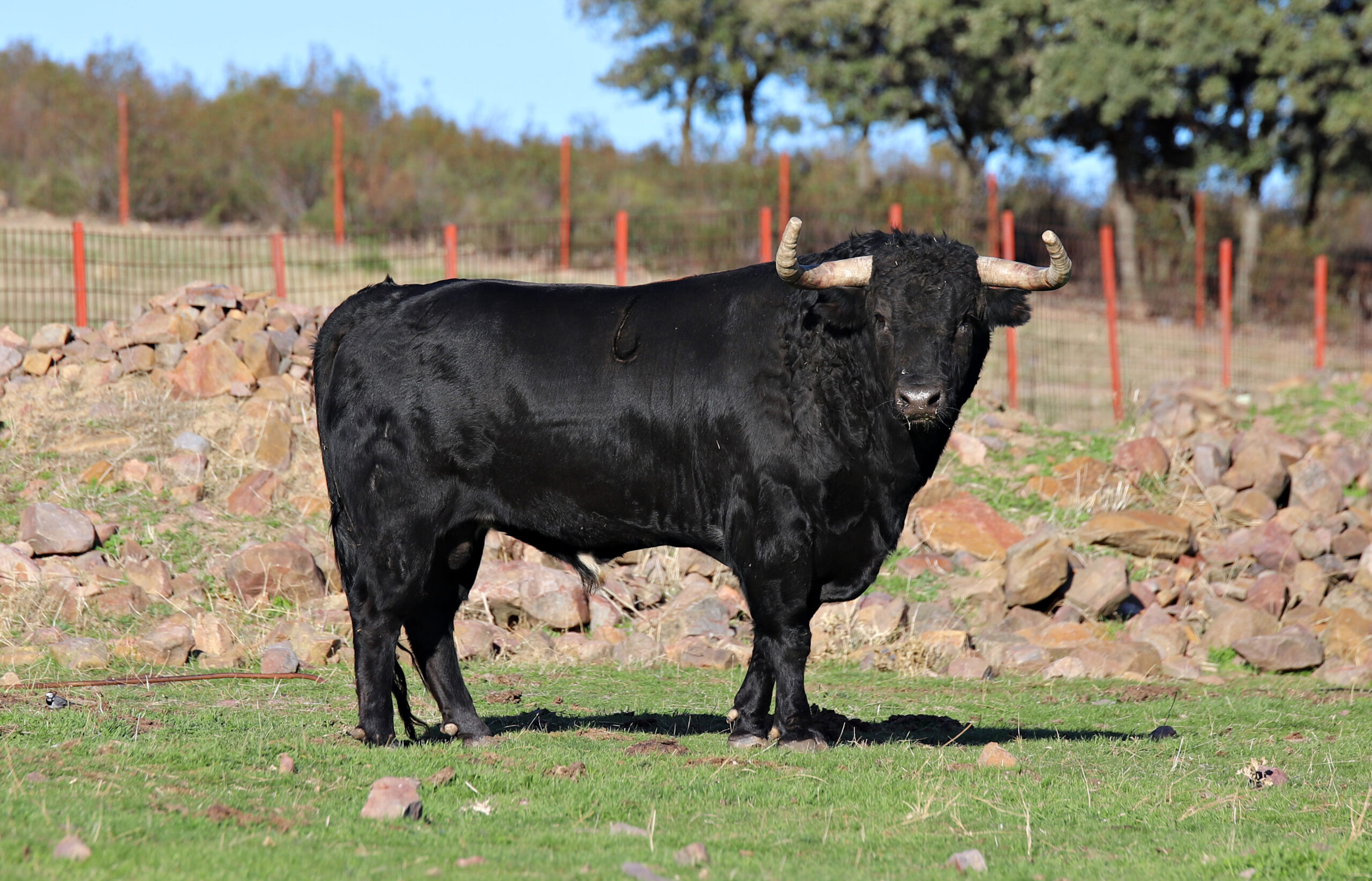 El Ventorrillo. Camada 2020.