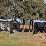 El Ventorrillo. Camada 2020.