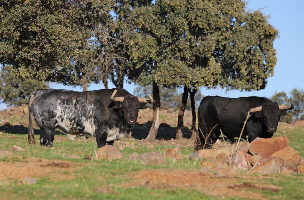 El Ventorrillo. Camada 2020.