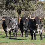 El Ventorrillo. Camada 2020.