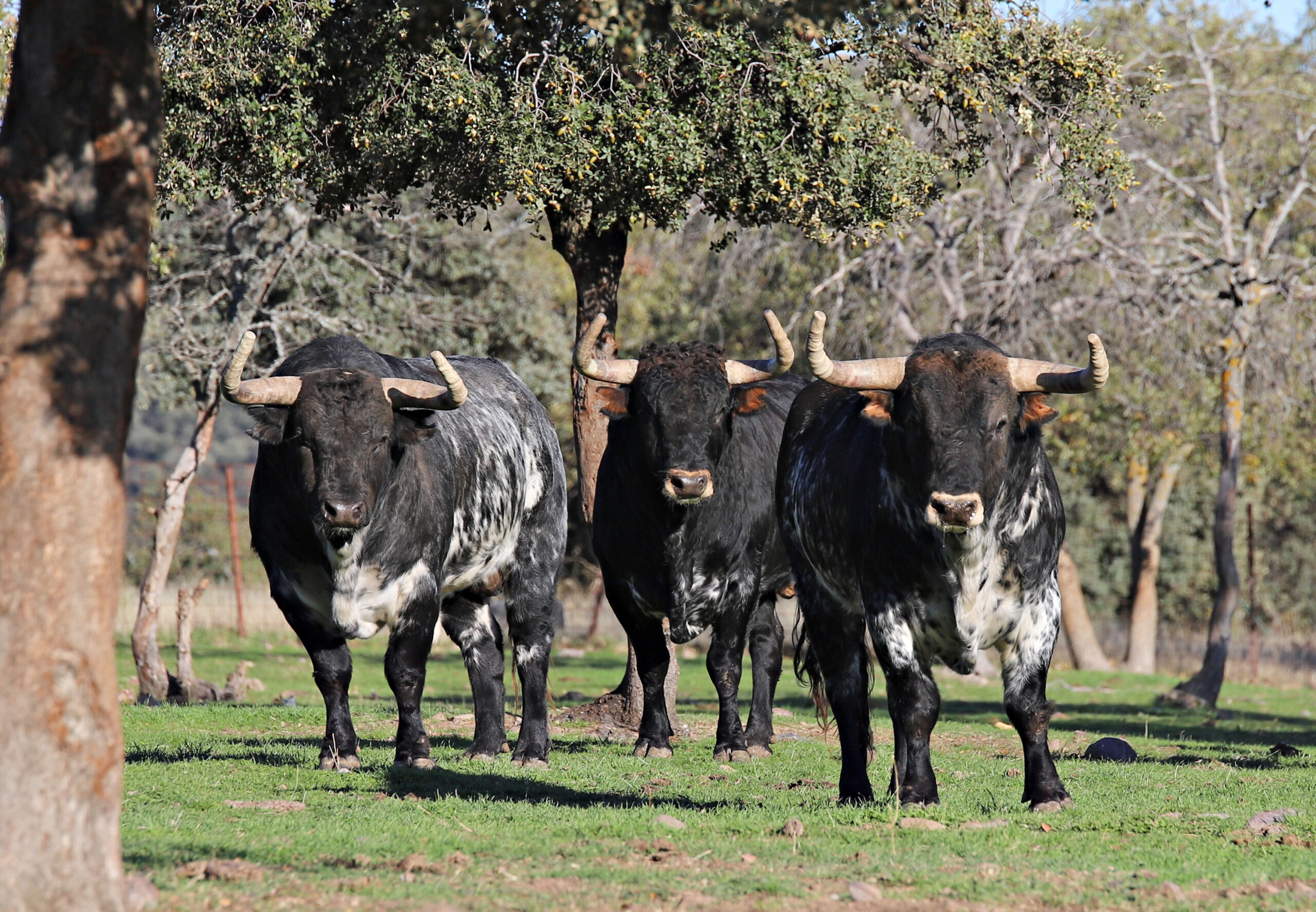 El Ventorrillo. Camada 2020.
