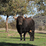 El Ventorrillo. Camada 2020.