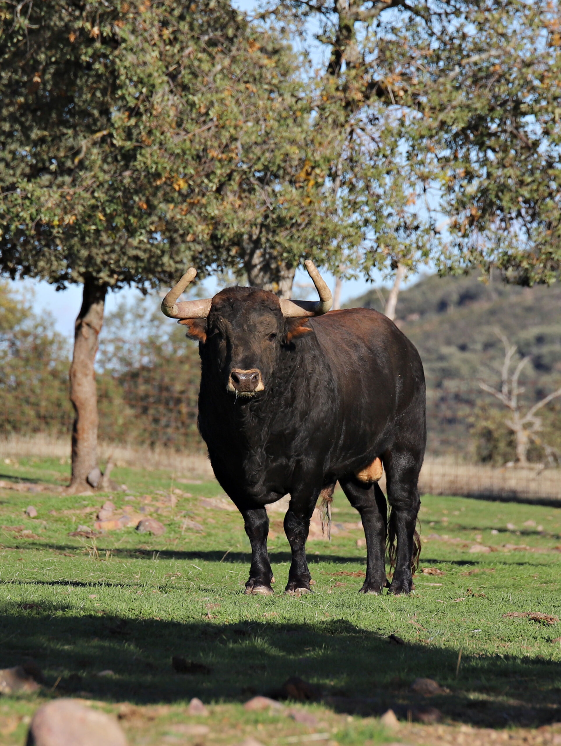 El Ventorrillo. Camada 2020.